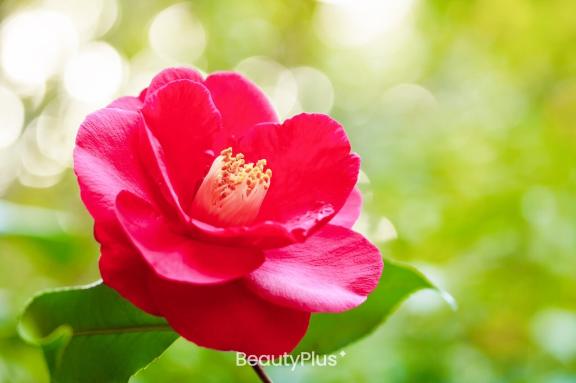 本日も🌺